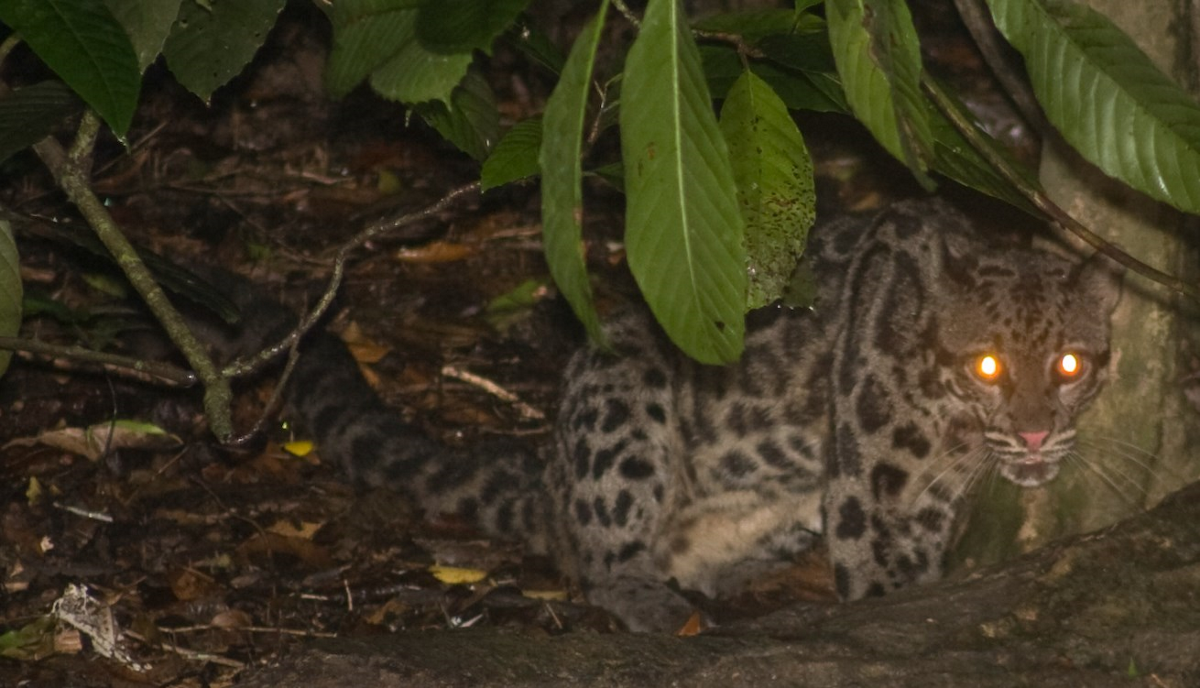 Cloudy Borneo tiger